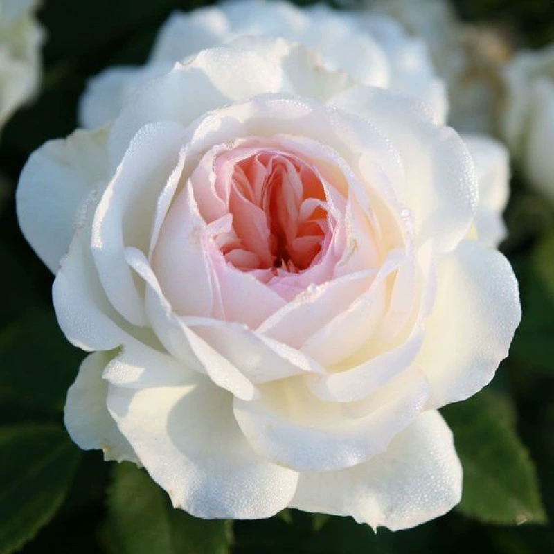 Стефани Древний замок Китайская Роза Рассада Четыре сезона Цветение Богатые цветы Пятисеминесцентные цветы Большие цветы Балкон в горшке Открытый двор