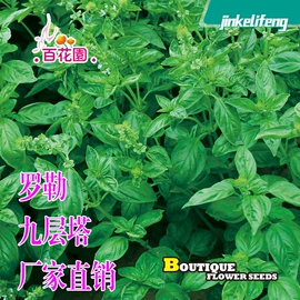 种子;蔬菜种子