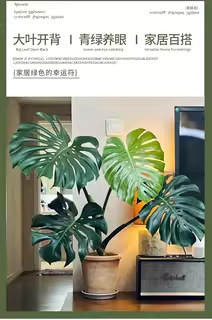 详情图