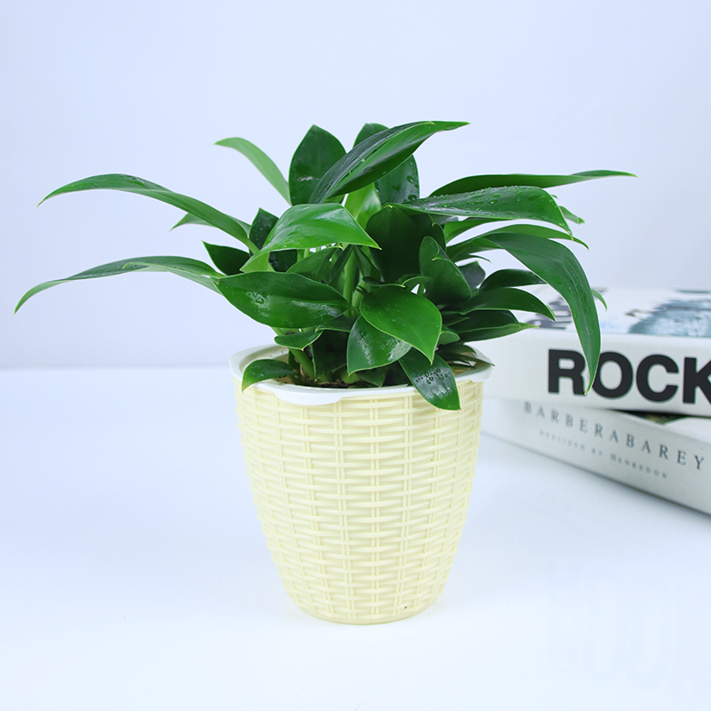 골드 다이아몬드 3개 + 베이지 대나무 바구니 세면대 중형 + 영양액✓