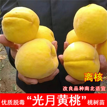 �����¹��Ҙ������t����������ˮ�����Ә����ϱ����Nֲ���Ե���