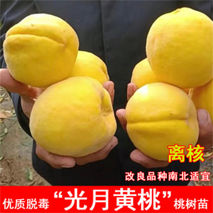 �����¹��Ҙ������t����������ˮ�����Ә����ϱ����Nֲ���Ե���