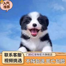 厂家直销纯种双血统边境牧羊犬幼犬活体高智商边牧幼崽中型宠物狗