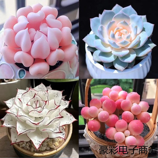 New Succulent Plant Potted Combination Silhouette Pure Love Red Dragonfly Easy to Care for Beginners Cold-Resistant Office Succulent Radiation Protection