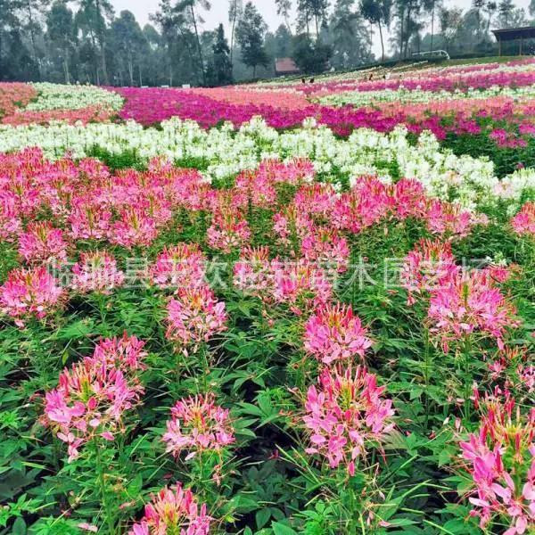 Шаньдун Трава Цветок Пьяный Цветок Бабочка Многолетний цветок красочный цветок море Пьяный цветок бабочка для ландшафтного дизайна