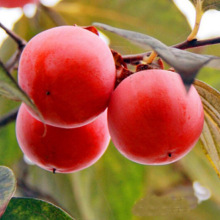 大果柿树果树苗 无核火晶柿子树苗 南北方种植 柿子果树苗