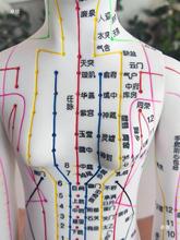 ����Ѩλģ���˿��ֳ�������������ģ��ͼ��ҽͭ�����ѨλС��