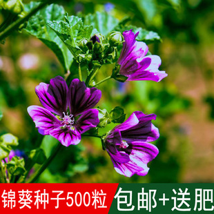 �\���N��С����⻨�G�����X�ϻ�����P�����l���@�����ݻ��N��