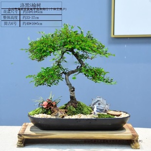 �����҃ȾGֲ���������ļ������ܘ��辰�����k��ֲ���Ϙ�С�~���]