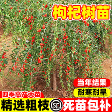 食用枸杞树苗南北方盆栽大苗当年结果耐寒耐旱四季种植果树苗果苗