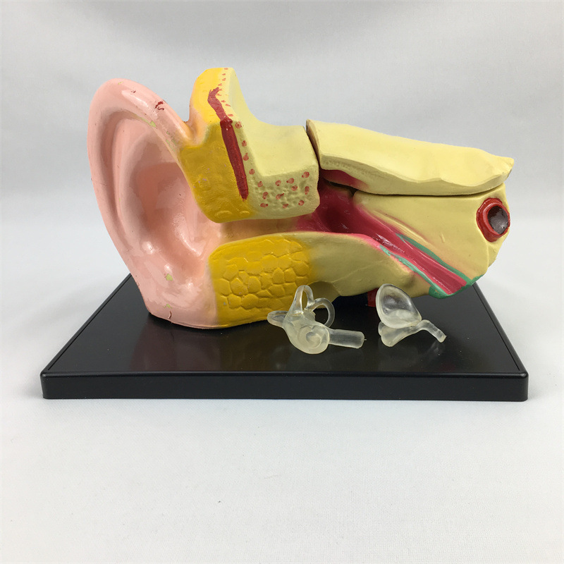 J33212人体3倍耳朵模型教学构造耳道解刨模型听觉器官演示原理