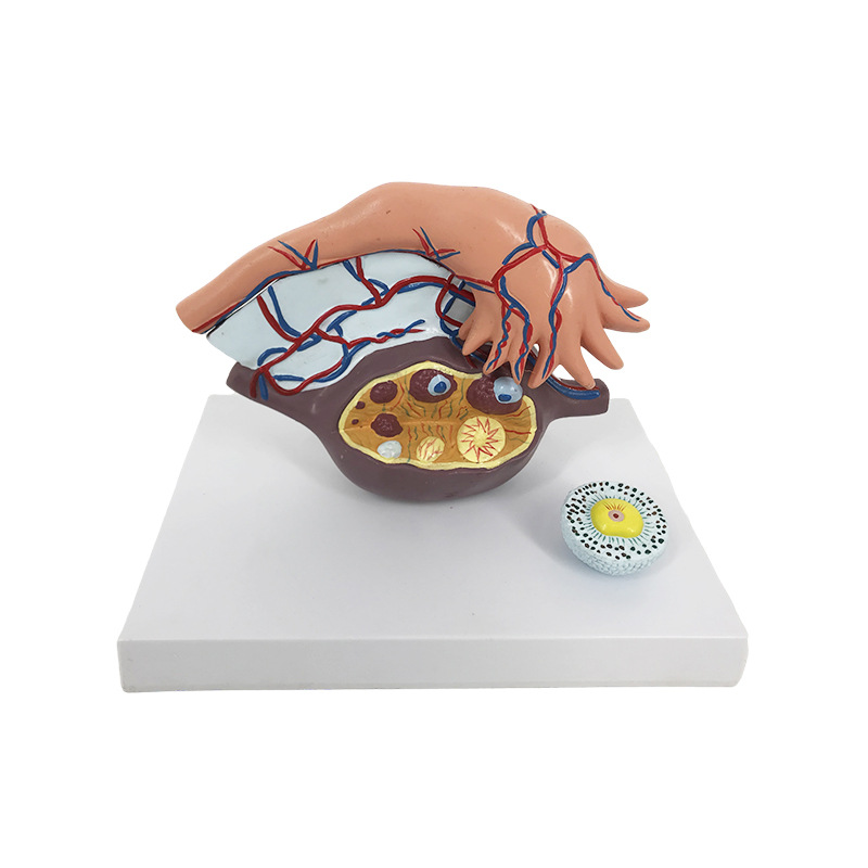 U072A ovarian anatomy amplification model