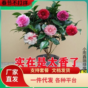 һ�����l�������軨�����ļ�����ɽ�軨���҃�ֲ����B��ɫ�൤��