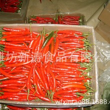 出口保鲜辣椒潍坊新涛食品（基地种植、厂家直供）