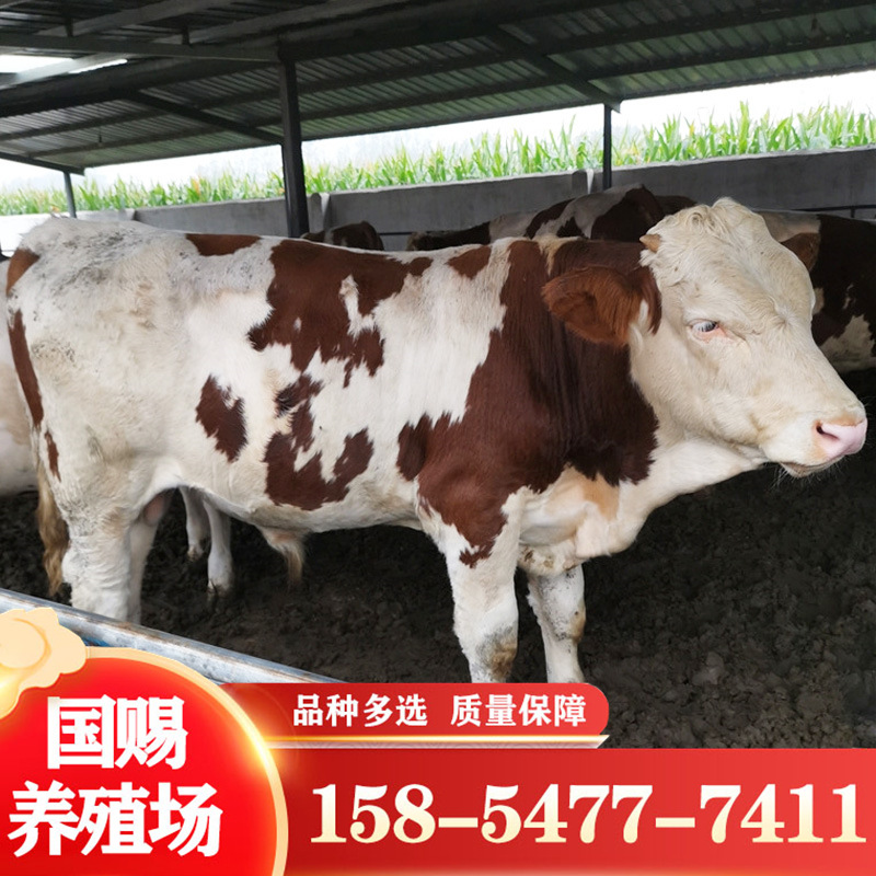 湖南鲁西黄牛小肉牛适养殖吗 肉牛批发西门塔尔牛价格