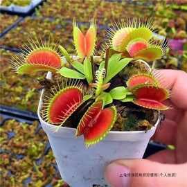 好养绿植巨型夏季驱蚊草食人花捕蝇草盆栽食虫植物室内花卉猪笼草