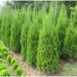 盆栽;种子;园林果树