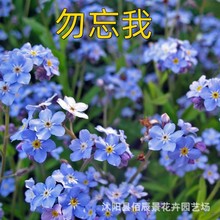 勿忘我花种子勿忘草花种籽四季易种室内庭院阳台盆栽花卉种子批发