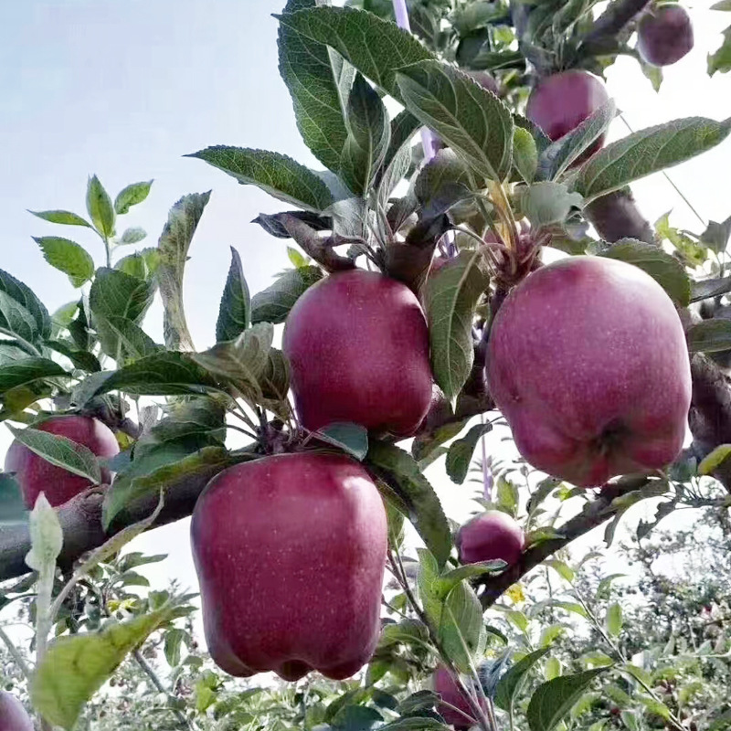 大量现货批发乐淇苹果苗 规格多样现挖现卖华硕苹果苗