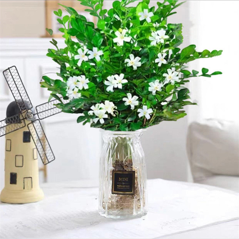 [물에 닿으면 살아난다] 35-50CM 구리향 10-15그루 선택(종이접기 흰색 유리병)