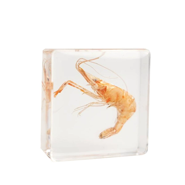 3.8cm small square river shrimp