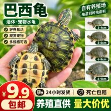 红耳巴西龟宠物龟摆摊活物大小乌龟龟苗乌龟家养宠物龟养殖场批发