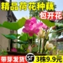 观赏植物水养水培种籽
