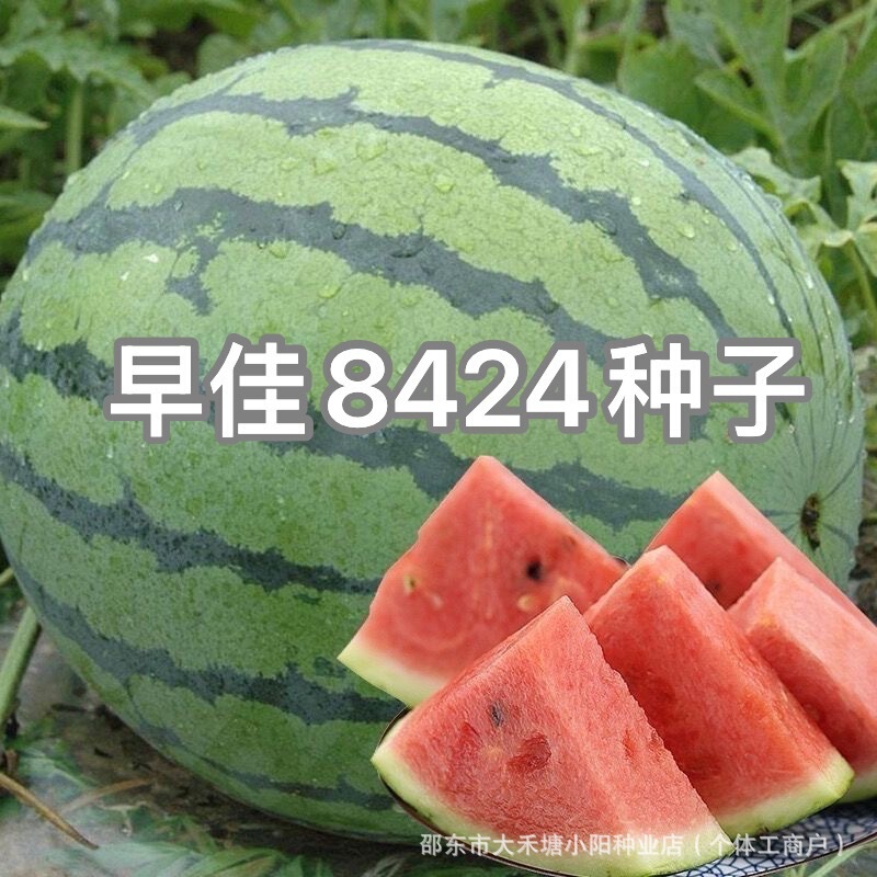 Zaogia 8424 Watermelon Seeds, Watermelon Seeds for Pot Planting, Suitable for All Seasons, Early-Maturing Seeds, Balcony-Grown Kirin Melon