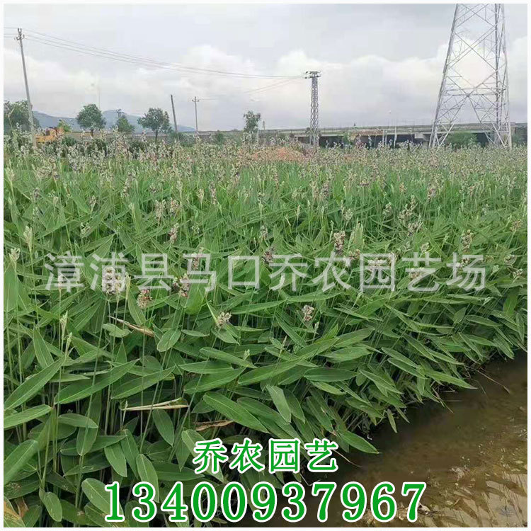 再力花价格挺水植物再力花小苗欢迎来电咨询 种苗花卉网