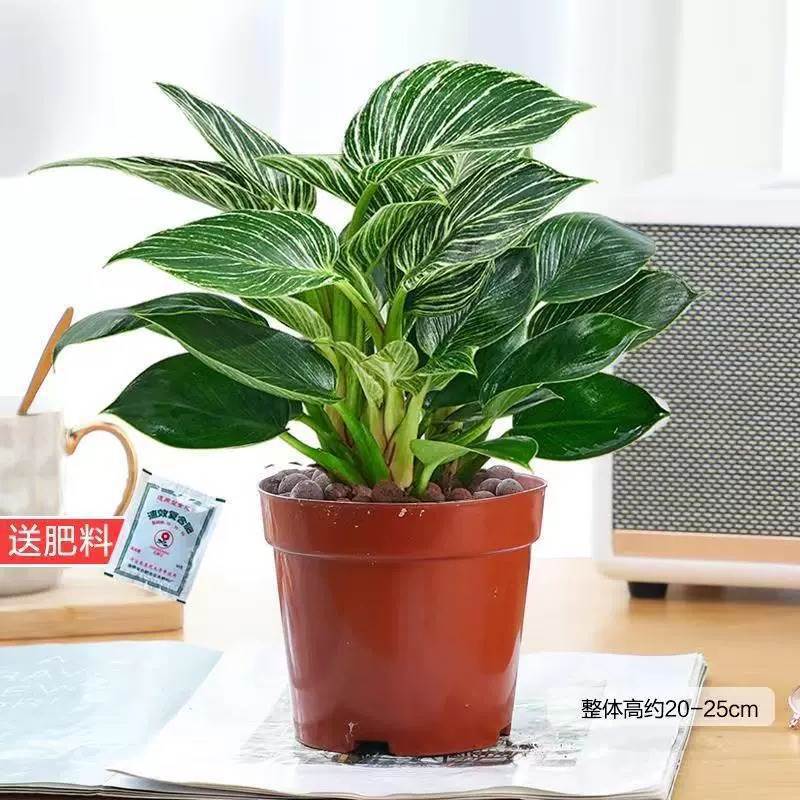 플래티넘 다이아몬드 3개 25-30cm 핫 판매 추천 + 오리지널 흙 대야 + 영양 용액