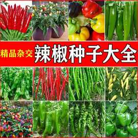 辣椒种子批发朝天椒种籽五彩椒小米椒高产阳台盆栽四季播种菜种子