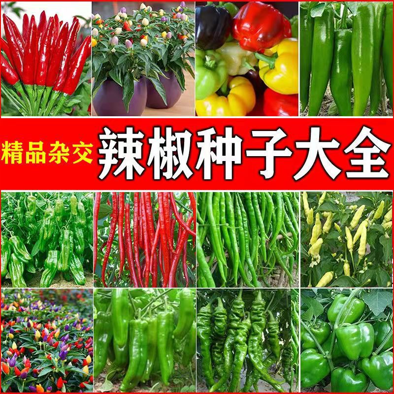 Pepper Seeds Wholesale Chaotian Pepper Seeds Colorful Pepper Millet Pepper High Yield Balcony Potted Vegetable Seeds for All Year Round Sowing