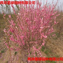 基地直供榆叶梅 3公分以上 花色好 冠幅大 树形饱满 负责装车