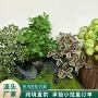 景观洞洞壁挂海棠绿植
