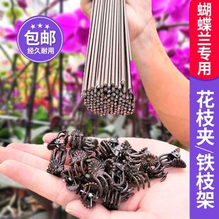 �����m��֧����������ֲ�ﻨ�����يA�ӷ������F�z@ˇ��̶�