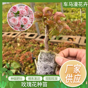 ��ϻ���ֱ�l�¼�õ�廨С�����l����������Ӱ�ǷۼtѩɽͥԺ�Gֲ