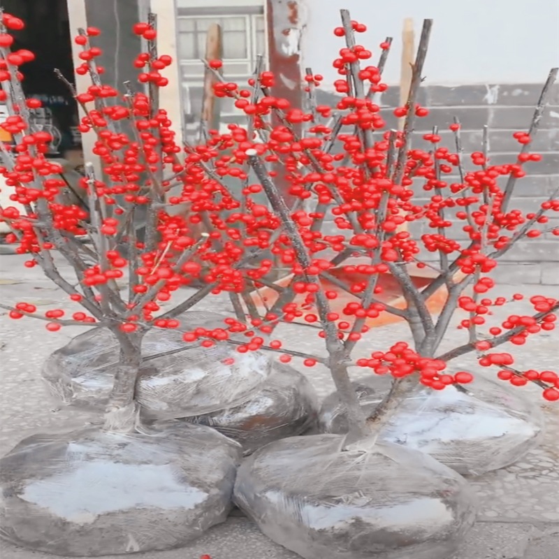 과일 배달과 8 년 묘목