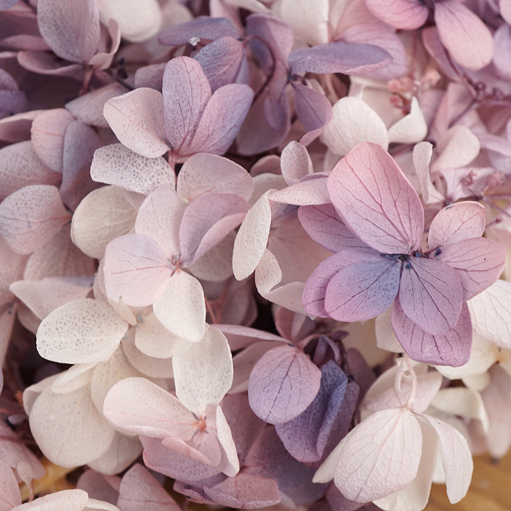 Blanco más morado-100g/caja