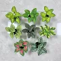 跨境盆栽植物家居龟背叶