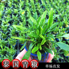 泰国青椒 迷你小椒草 活体 鱼缸水族造景 装饰 观赏真水草批发
