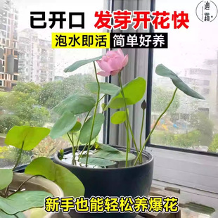 ��ɏ�N���ļ�ˮ��ֲ�ﻨ�ܺɻ�����ˮ�B�ļ�ɏ���N�����҃��⻨��