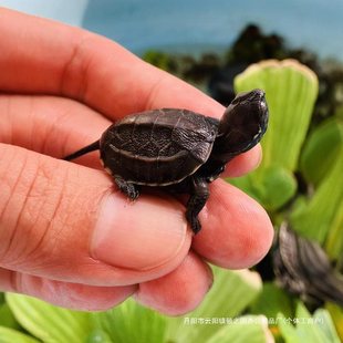 Chinese Grass Turtle Hatchlings Recognize Their Owner, Mini Ornamental Turtles, Live Animals Suitable for Domesticated Aquatic Kidsren's Pets, Cute