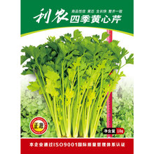 黄心实芹芹菜种子家庭菜园蔬菜苗秧苗口感嫩早熟高产四季播种籽孑