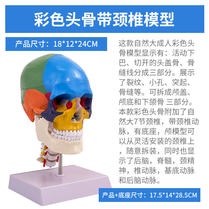 ��ɫͷ��ɫ�Է��� ��ѧ����1:1����­�Խ���ģ�͸���׵���Զ���