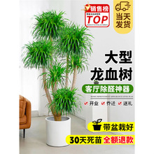 ��Ѫ������҃����Զ��^��횘�Gֲ�͏d�k�������F��ֲ�������辰