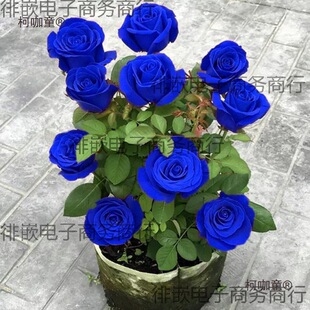 �{ɫ����Ϙ�ֱ�lõ�廨�_���ϸ������ļ��ش��҃��¼�����̫��