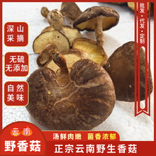 云南深山野生香菇干货菌菇煲汤味美鲜香野生蘑菇香菇菌菌香浓郁