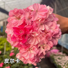 重瓣天竺葵盆栽花苗带花大花四季开花不断洋绣球苗室内好养的花卉