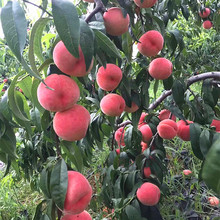 Ҙ綬Ҙ޽SҘϱNֲشˮҹ