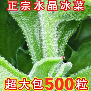 Autumn Potted Vegetable Seeds of the Wild Vegetable Purslane, Ice Grass Seedlings for All Seasons, Autumn and Winter Vegetable Seeds
